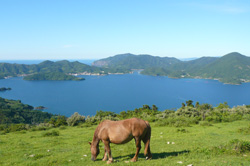 自然豊かな西ノ島町